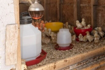 chicken brooder waterer with many chicks inside the coop