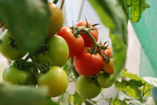 ripe and unripe tomatoes on the vine 