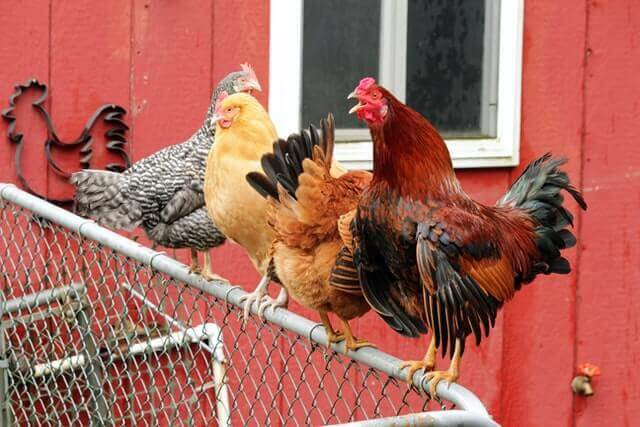 chickens stadding on a fence
