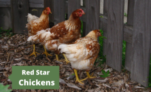 Red Star Chickens image