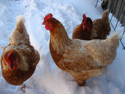three red star chickens in the snow