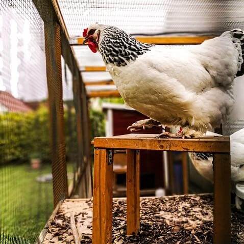 a white and black chicken inside the coop near the mesh