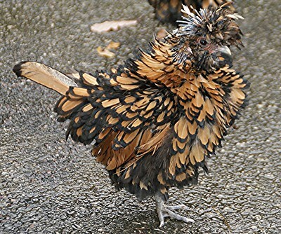 photo of a unique polish chicken