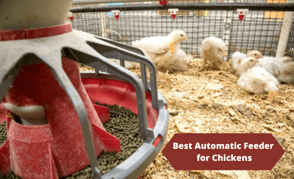 Automatic Feeder for Chickens image
