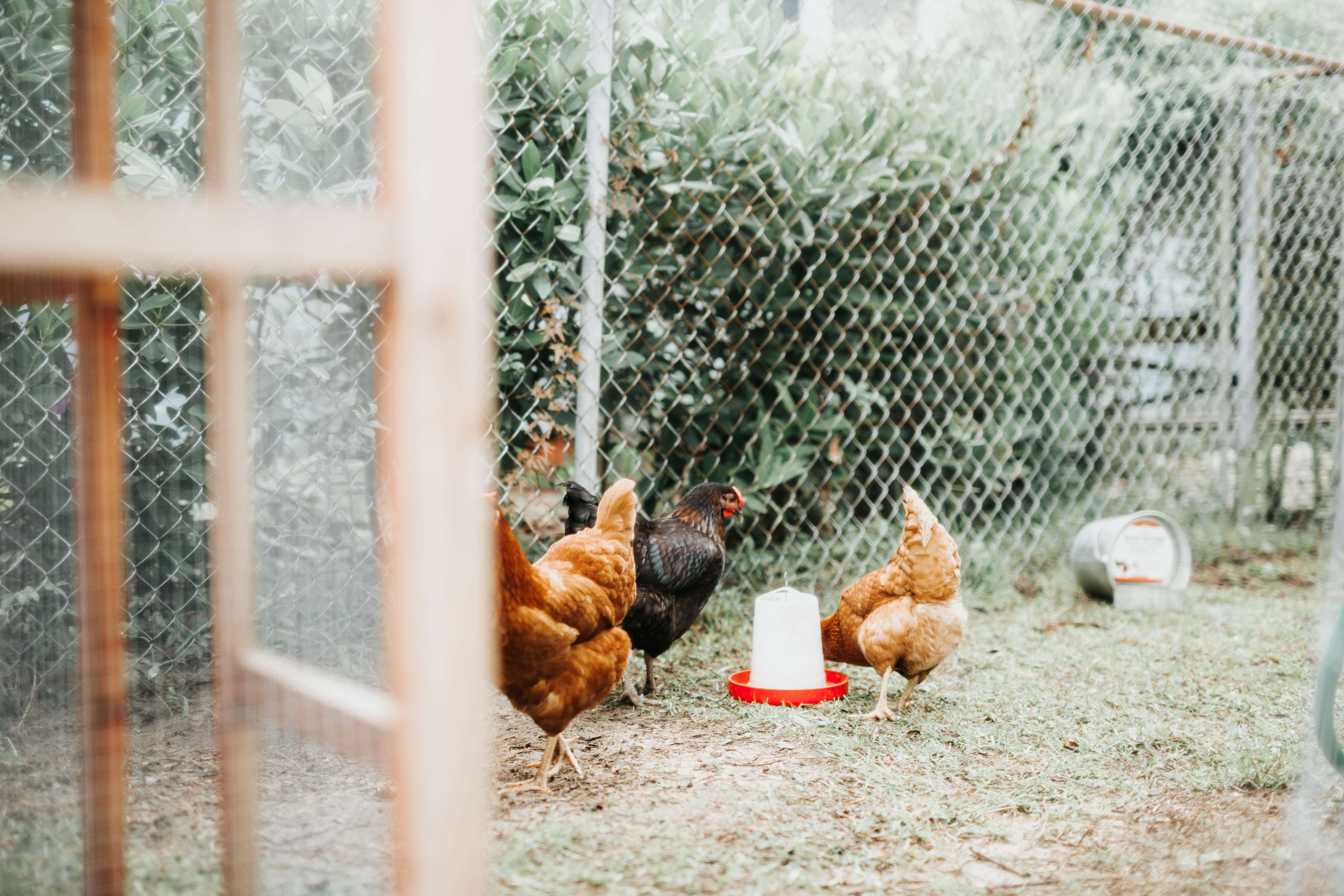 mason jars plastic feeder with chickens