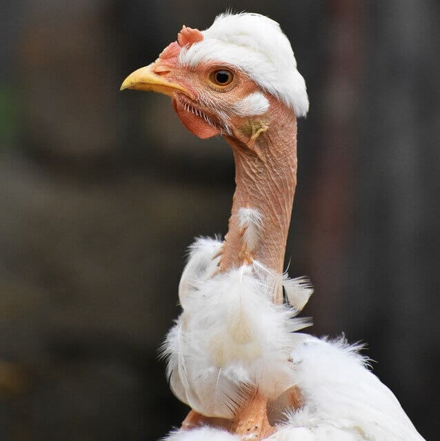 Showgirl chicken