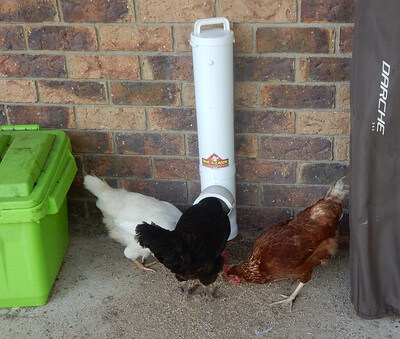 chicken feeding on a feeder photo
