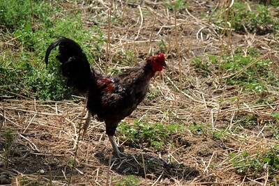 picture of a chicken with injured leg